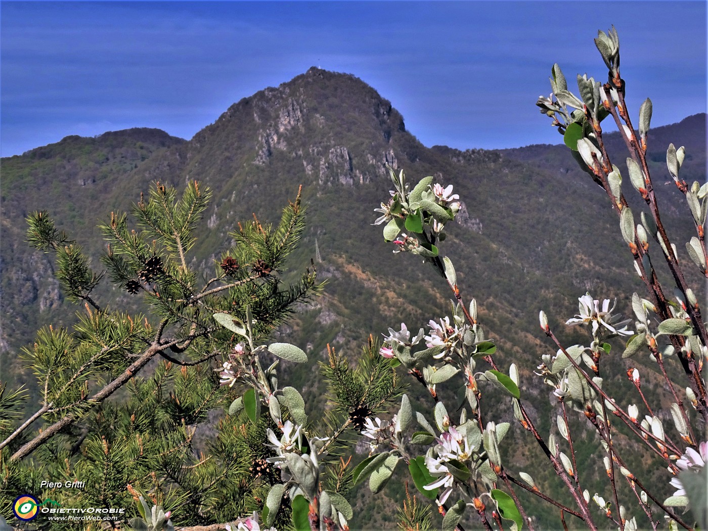 39 Amelanchier ovalis (Pero corvino) in fioritura con vista sul Monte Zucco.JPG -                                